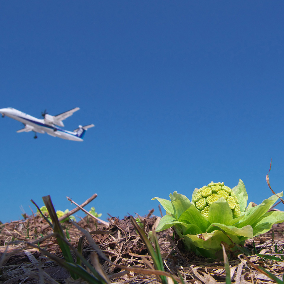 青森空港、春の第一便