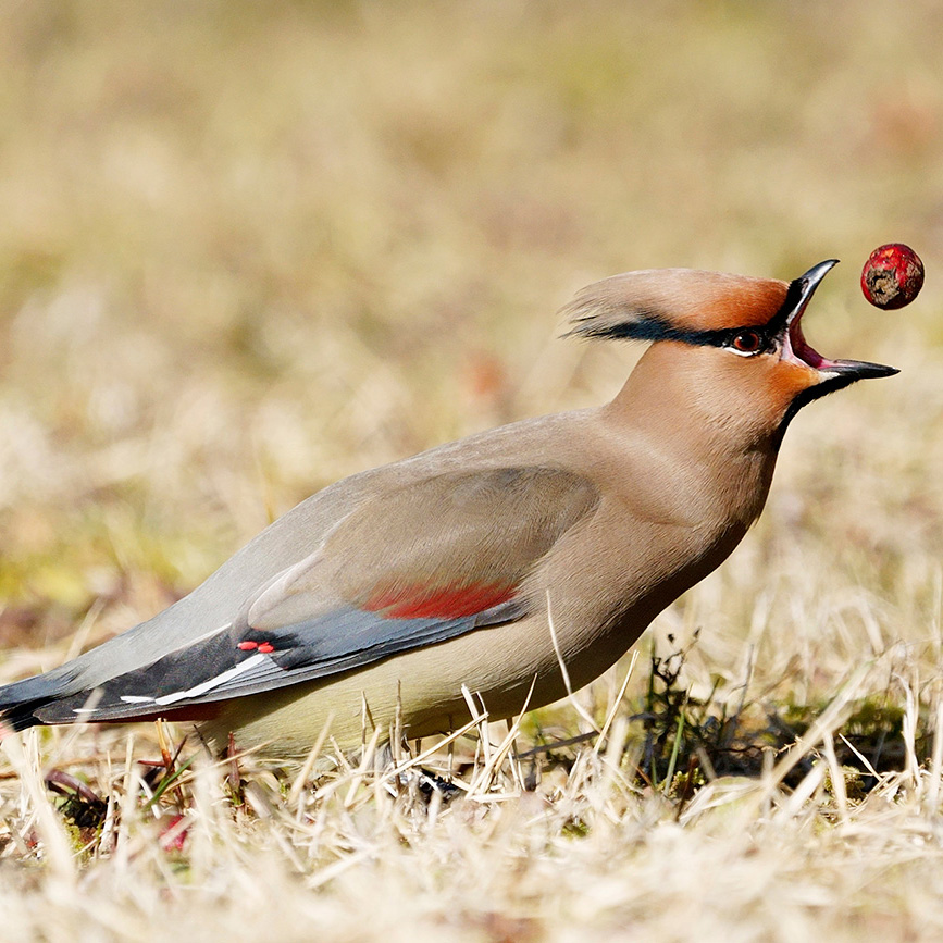 スーパーキャッチ